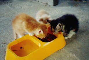 kitties.jpg